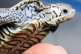 哪些是龟能吃的食物，哪些又不能吃呢？图片