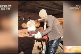 小伙对牛弹琴，牛为啥有这种反应？可能是该洗头了图片