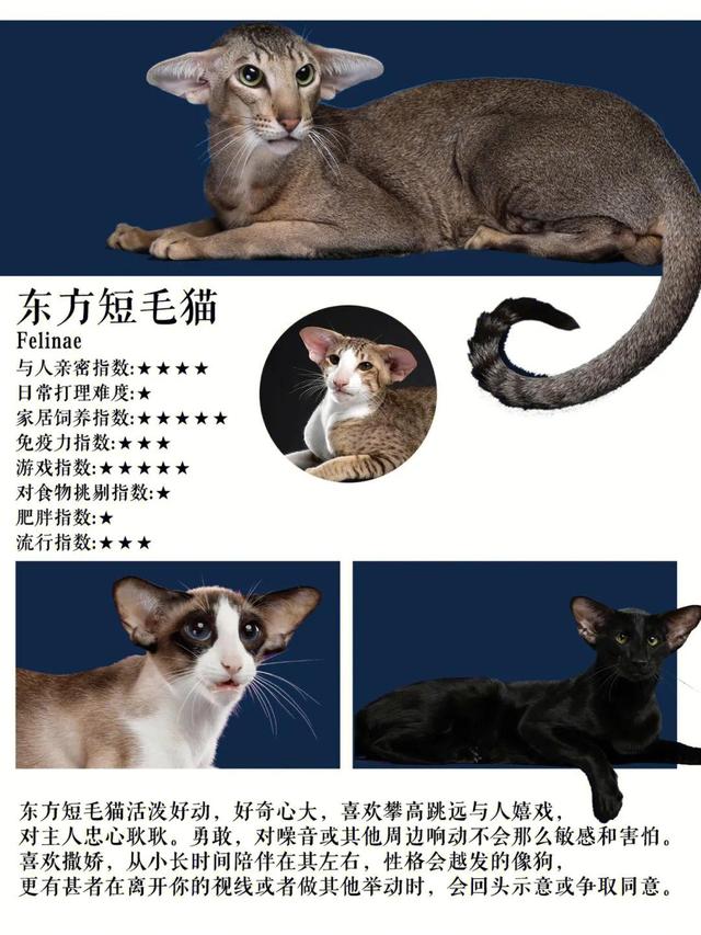 十大热门短毛猫品种合集！你准备养猫吗？准备养一只什么猫？