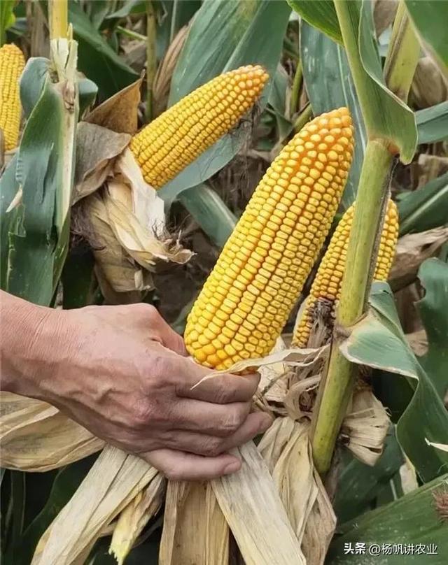 亩产200斤的"珍珠玉米"差点失传,留住"种子芯片",有何意义 - 冷求网