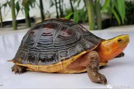 要怎么养好龟，这个问题真的可大可小啊图片