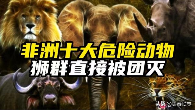 盘点非洲10大危险动物，为何狮群被集体团灭？谁才是非洲王者？