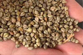 被遗忘的粮食作物苦荞麦：曾贵为“五谷之王”，如今却很少人认识图片