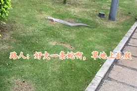 男子从筼筜湖钓起来一条“大白蛇”，当场被人50块买走图片