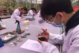 南瓜+黄瓜，会有什么火花？图片