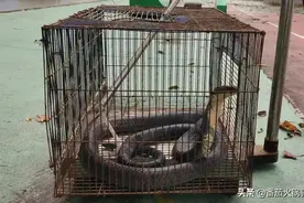一条2.4米长的眼镜王蛇闯入村民家中纳凉，眼镜王蛇有多危险？图片