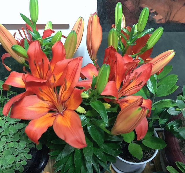 百合花开花后别扔掉，这样处理一下，花朵又大又惊艳，年年开花