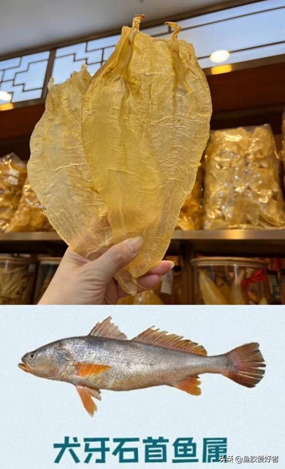 草鱼泡可以做鱼胶吗 草鱼鱼泡能吃吗