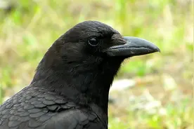 乌鸦在清朝被称为“神鸟”，为何后来却被人们称为“不祥鸟”？图片