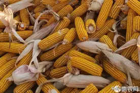 现在玉米价格多少钱一斤？附：玉米最新行情走势分析图片