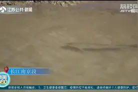 生态向好！长江南京段拍到成群赤眼鳟图片