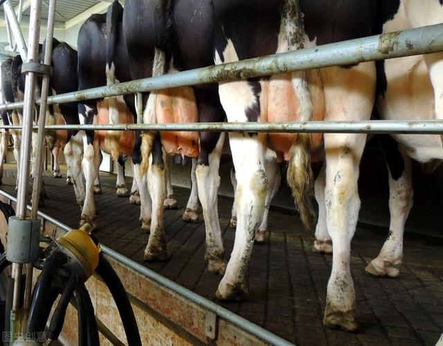 想要牛羊长得快还是得喂饲料添加剂（兽用小料）