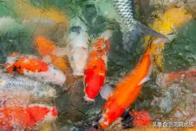 各种观赏鱼寓意着什么你知道吗？千万不要盲目养鱼图片