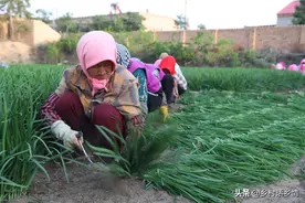 家庭种植韭菜这样施肥，以后越长越茂盛，全部方法教给你图片