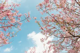 春分诗词15首 ：谁把春光，平分一半，最惜今朝！图片