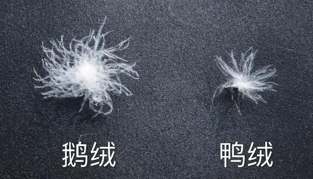 鹅绒羽绒服和鸭绒羽绒服怎么选?两者有何区别?