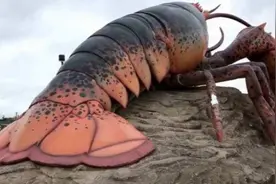 龙虾能被人工干预长成怪兽吗？不会衰老不断变大，不过依然会死亡图片