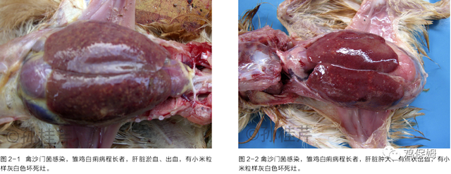 胳膊鸡皮肤发黑