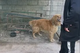 山西：被卖狗肉馆，还被狗贩卖血的金毛，小伙2500救下后重获新生图片