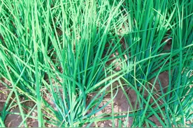 移栽葱原来是这么简单的，四个步骤，剪翻施栽一气呵成图片