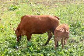 养10头牛投资多少钱？新手养10头牛成本多少？答案在这里图片