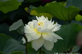 一个人的劫数，其实命中早已注定图片