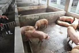 想养猪，猪圈怎么建才好？图片