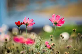 相机对焦不会用？照片模糊不能看？看这一篇文章就够了图片