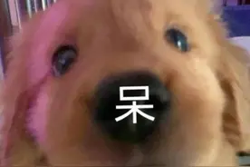 表情包｜什么是江湖最高礼仪？图片