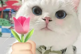 45个聊天经常用的斗图表情包丨原谅你了~图片