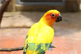 我“野”是吃货之金太阳鹦鹉“秀恩爱”图片