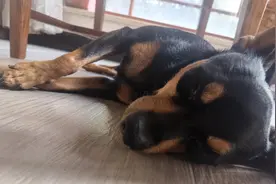 奇妙的小鹿犬——阿宝图片