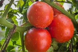 西红柿常见的病害有哪些？菜农朋友如何根治？图片