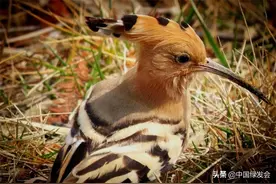 戴胜：美丽的“臭姑鸪”|绿会保护地科普图片