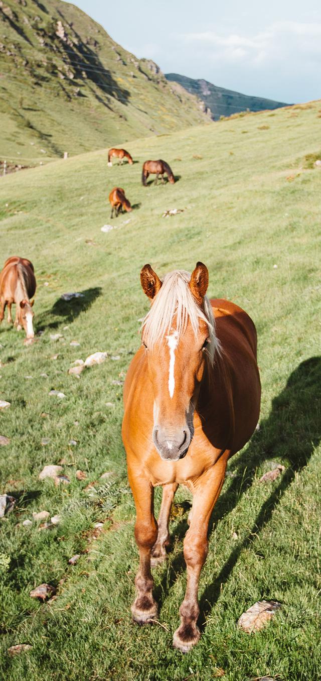 动画马的图片,壁纸|骏马|策马奔腾|马到功成 - 冷求网