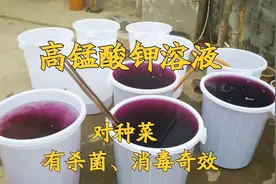 种菜，遇到“病毒、真菌”感染，用5毛钱的“高锰酸钾”就能搞定图片