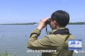 衡水湖：水清云碧生态好 百鸟栖息来筑巢图片