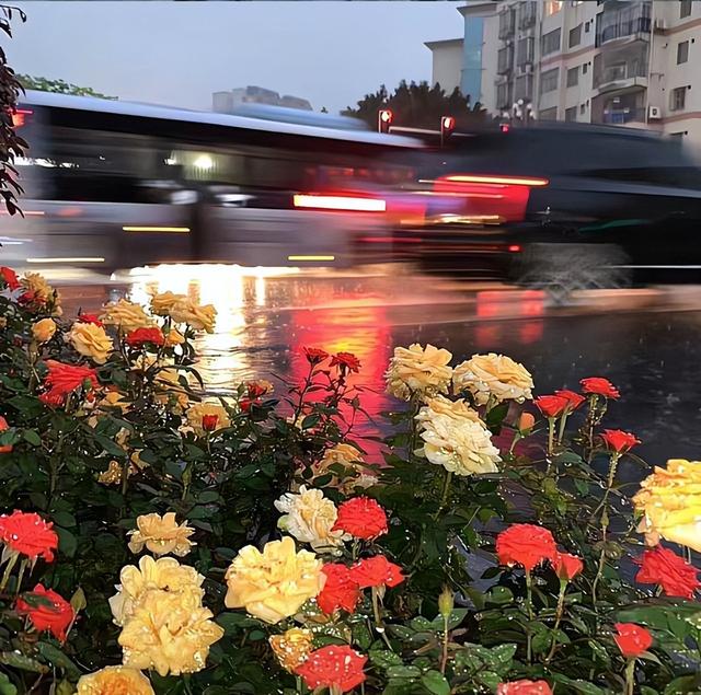 ȤȦİ