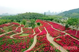 期待！南宁青秀山又将新增一个拍照打卡的网红点图片