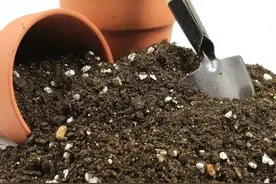 建议大家：养花配土要加2样“小东西”，透气又透水，养花不烂根图片