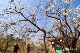 村花来了！图片