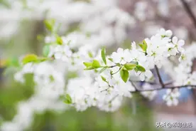 中考语文满分作文范文10篇（附详解）图片