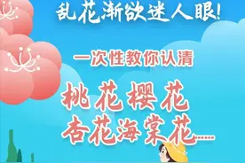 乱花渐欲迷人眼！一次性教你认清桃花樱花杏花海棠花！图片