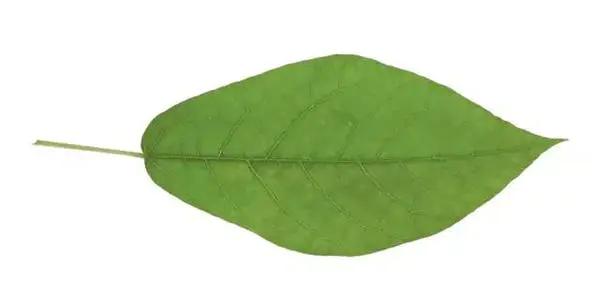 千万别小瞧了天天喝的茶，所有的树叶都能制茶吗？茶叶树叶的区别