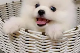 狗狗心脏病常见表现，日常护理及用药分享！图片