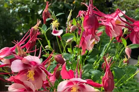 养花生虫多？3个“土方法”，室内不喷药，一样能光虫图片