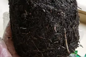 阳台盆花的换盆图片