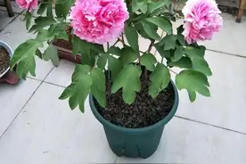 盆栽牡丹花，有“3怕”要避开，长势好，开花又大又艳，富贵华丽图片