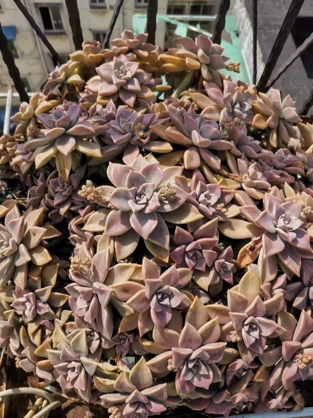 花65元买的"胧月"多肉老桩,不知道算贵还是便宜