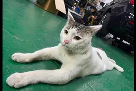 家猫被撞死了，主人伤心欲绝将它埋了，回家发现它竟起死回生了？图片